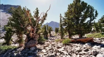 أقدم شجرة في العالم تُقطع بسبب خطأ علمي.. أثر كارثي على التراث البيئي عمره 5000 عام 1